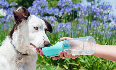 Leak Proof Portable Travel Pet Dog Water Bottle Dispenser for Outdoor Walking and Hiking - Pet Accessories