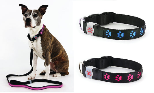 Rechargeable LED Illuminating Dog Collar (3-Sizes)