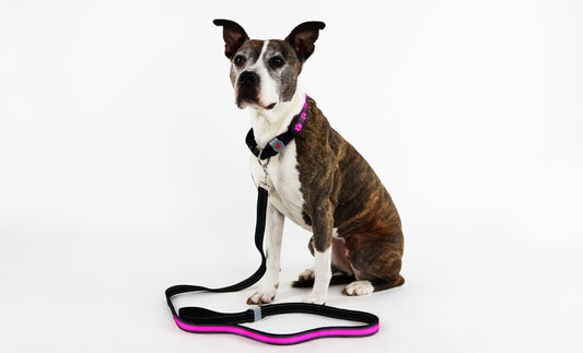 Rechargeable LED Illuminating Dog Leash