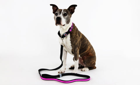 Rechargeable LED Illuminating Dog Collar (3-Sizes)
